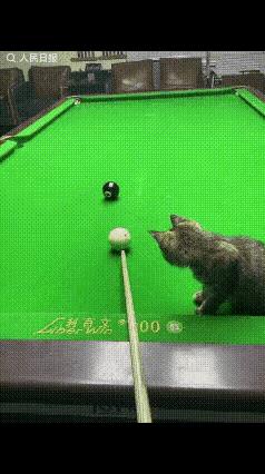这只小猫竟然懂得台球的门道了，它不会干扰球的走向，但唯一的要求就是这球必须得进袋