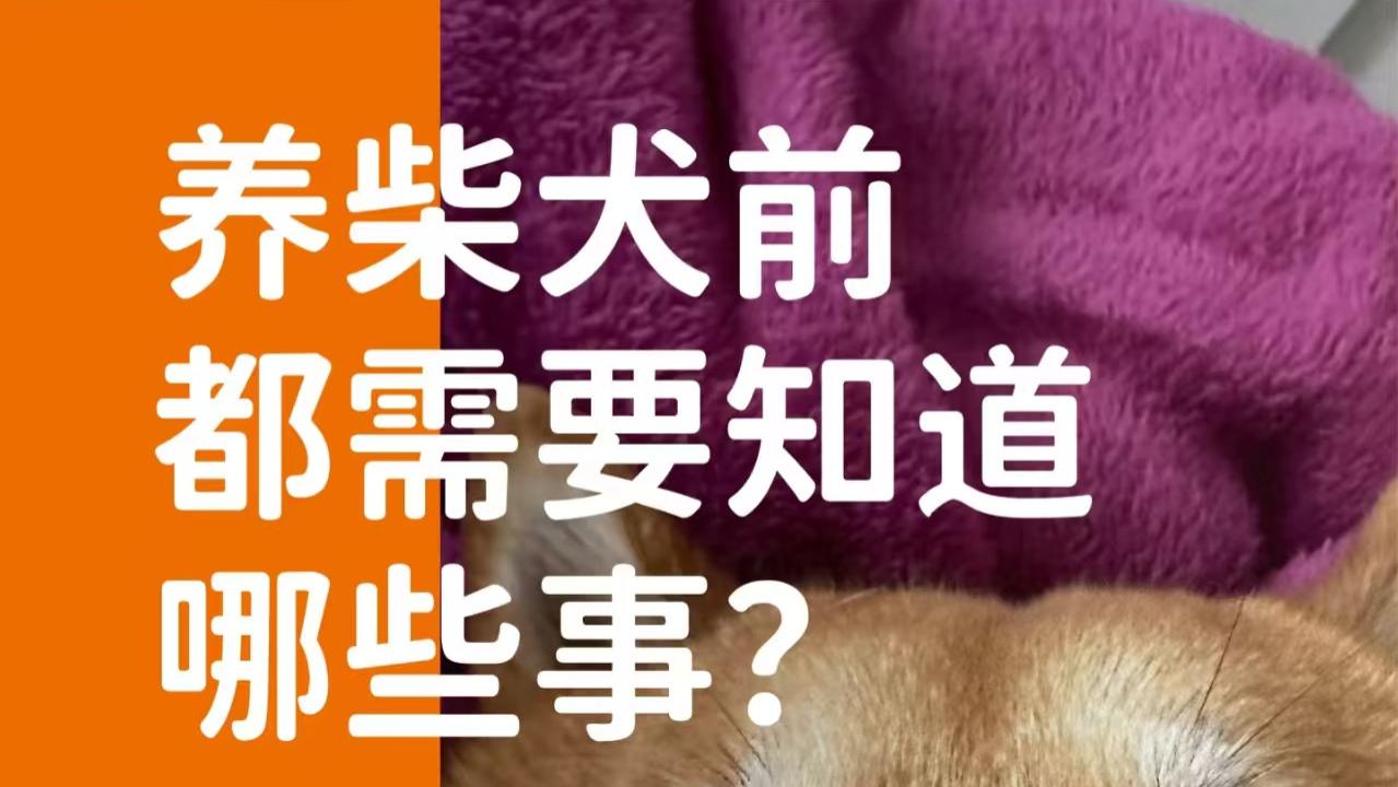 象乡宠物食品 | 养柴犬前都需要知道哪些事?