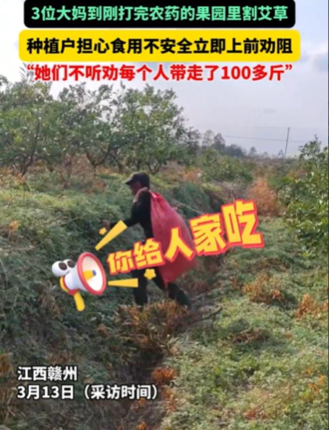 “良心都不要了！”江西赣州，3位大妈来到一片果园，偷偷摸摸蹲在树下，本以为是偷水