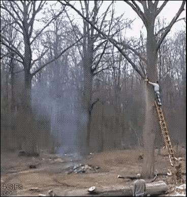 几名老外在修理树杈，一名在梯子上作业的老外刚刚锯掉一根树杈，静静看着等着它掉下去