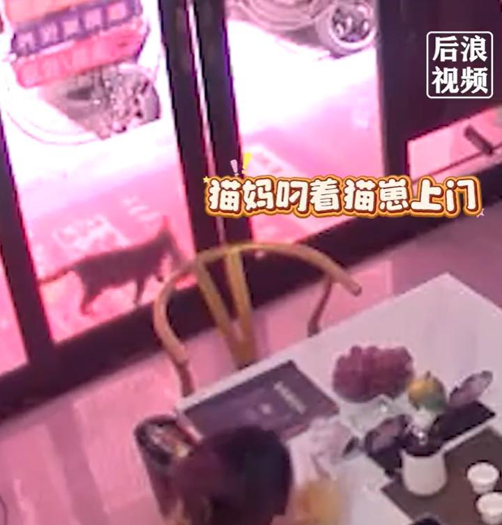 【#流浪猫妈叼着幼崽成功骗到猫条#】10月2日，广东。女子一直投喂的流浪猫妈，叼