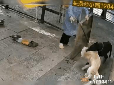 一条狗咬主人，一条狗护主人，究竟该继续养哪一条狗，主人的心里应该是有数了！像这种