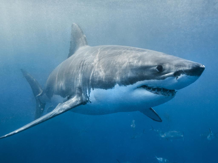 澳大利亚一公园发生鲨鱼袭击事件，一死一重伤