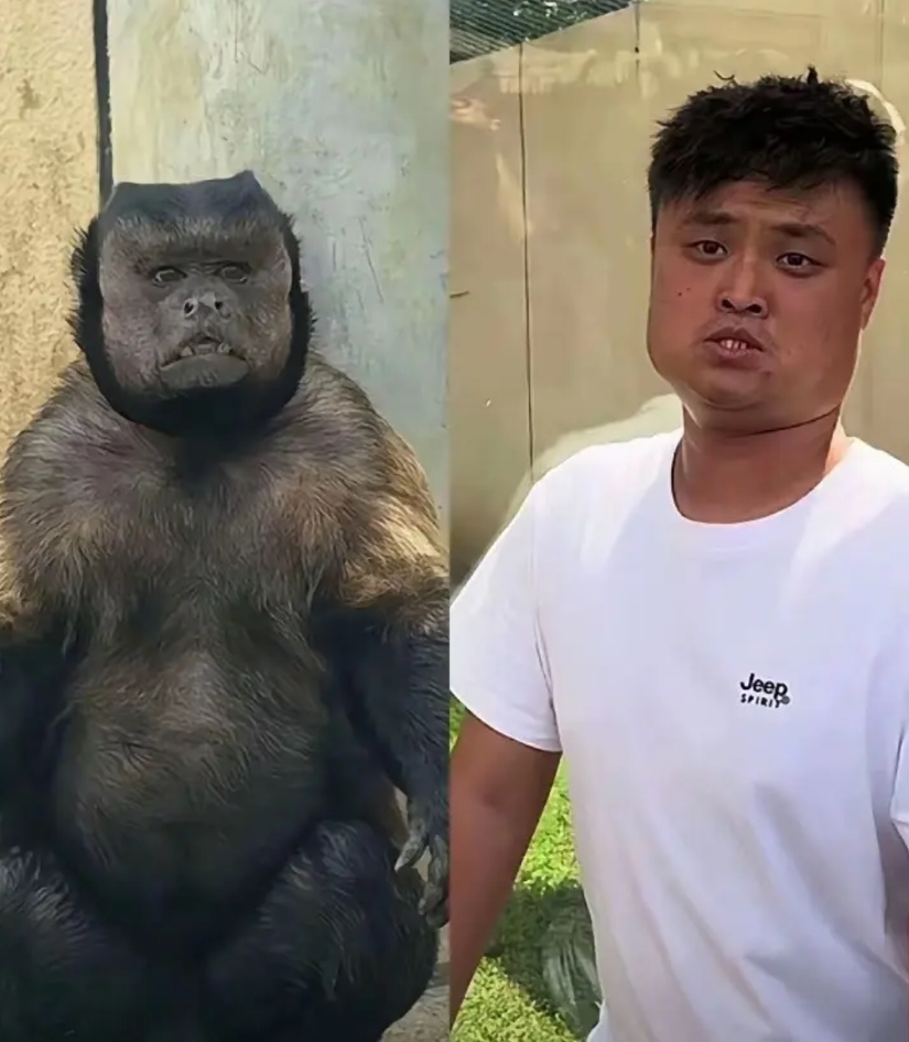 欢乐总是短暂的，一大早就看到网红丑猴大壮去世了，我就知道大家肯定要去看狗王了，太