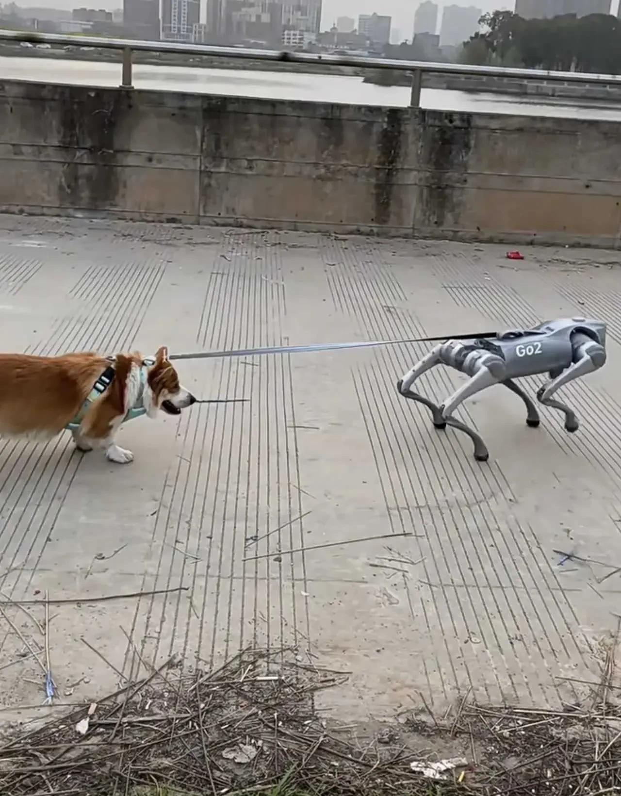 #晒图笔记大赛#遛狗