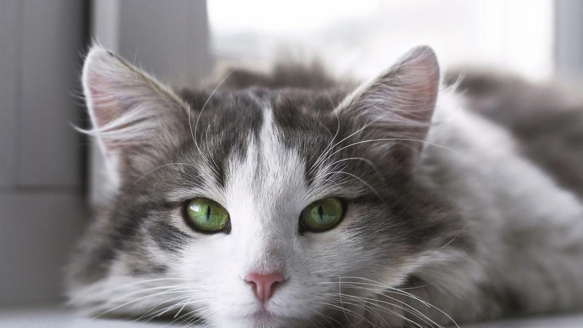 有没有便宜又好的猫粮推荐？分享大家都在用的三款优质猫粮