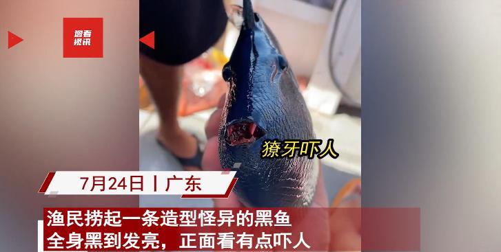 “活久见！”2023年7月，广东渔民出海捕鱼时，捞到一条黑色鳞片的怪鱼，张口还能
