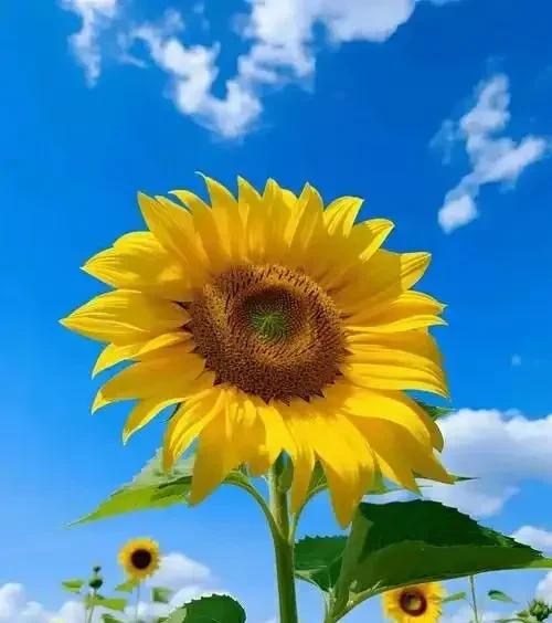 公婆为了孙子今年的高考，专门在后面的闲篱笆院里种植了十几棵向日葵。
他俩常说，这