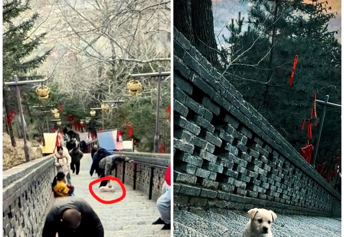 拜佛狗狗的最新后续来啦！

五台山曾经的拜佛狗狗被男主人踢下台阶，当时随行的