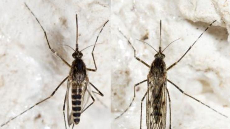 蚊子首次入侵冰岛！最后的堡垒已经陷落？究竟是什么品种？
