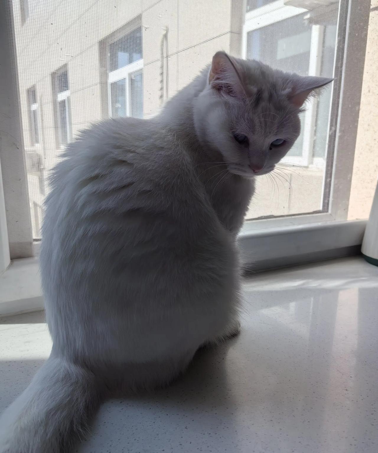 小猫咪
小猫咪，真是好！
喵呜喵呜围身绕。
弓背打滚尾巴摔，
总是在前人蹭脚。