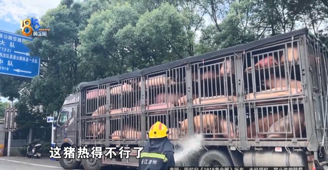100头猪高速中暑，司机师傅无奈之下求助消防。



烈日当空，在温州平阳高速收