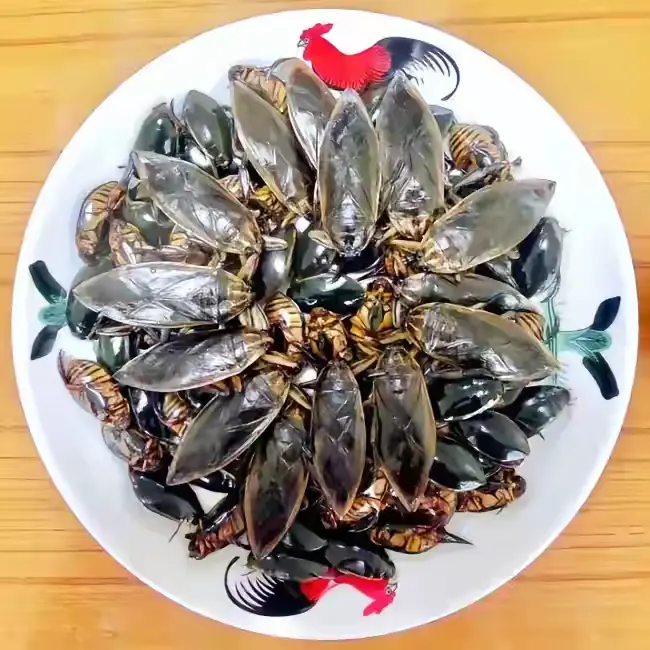 这一碟美味，除了两广人，其他省份的朋友，会不会吓到不敢吃？