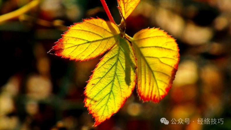 当大脑开始衰老，通常有4个反应！大脑“喜欢”的3类食物，可别忘了吃