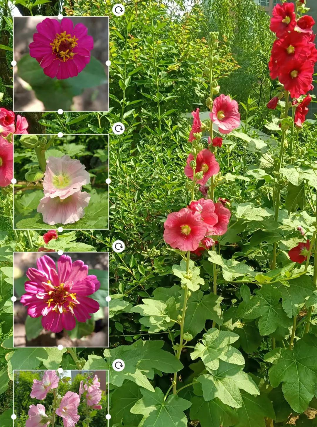 #分享一张随手拍的花。#
瞧，小区里的各色蜀葵与菊花开的真是热烈而奔放，热闹而夺