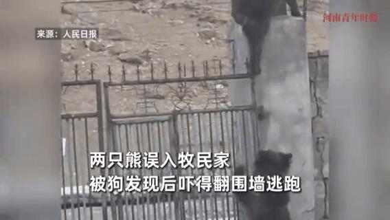 瞧瞧那熊样，熊脸都丟尽了！这就是做贼心虚吧？
它们仨都不清楚自己的实力，哎，白当