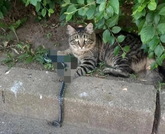 现在全网最后悔的就是驱赶流浪猫的人！现在收手是不是晚了？
