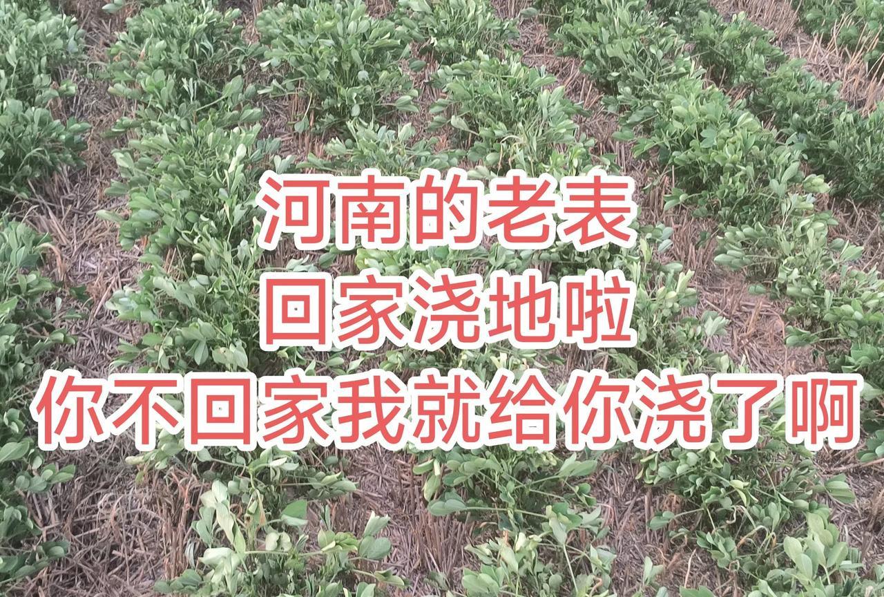 河南的高温还在持续
在外面上班、坐空调屋的老表们注意了
你们抓紧来家吧
地已经旱
