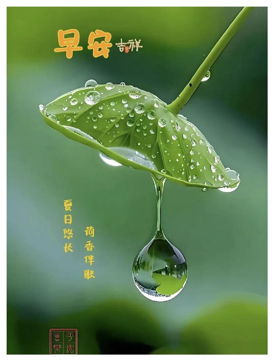 清晨的露珠，晶莹剔透，早安吉祥！