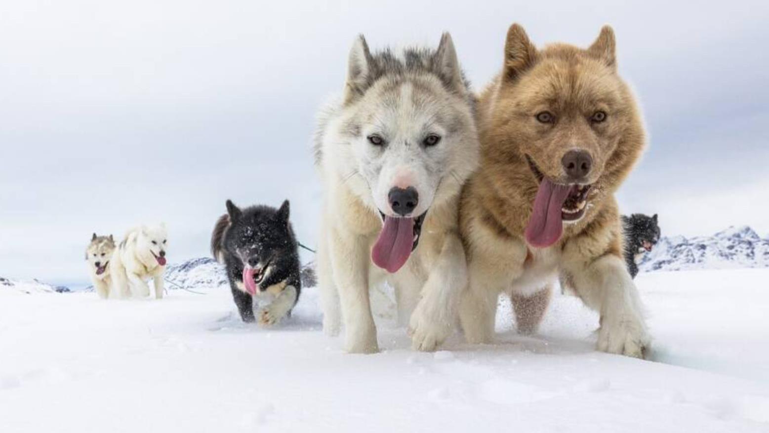 研究发现大多数现代狗都有狼的DNA，并揭示了哪些品种最像狼