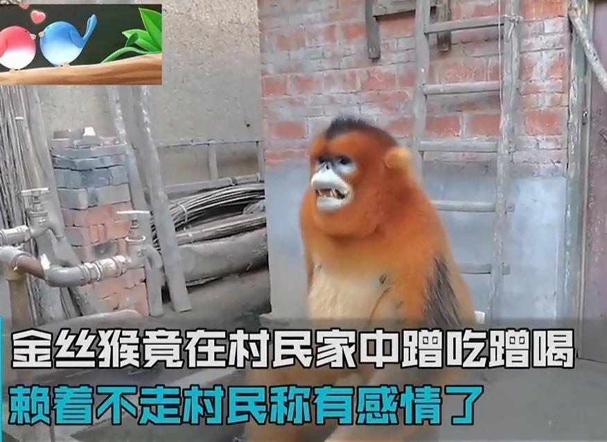 近日在陕西洋县一村民家，一只金丝猴又到他家来讨吃的了，这只金丝猴一点也不客气，吃