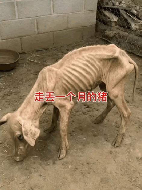 它去哪了？能告诉我吗？我也去[泣不成声]