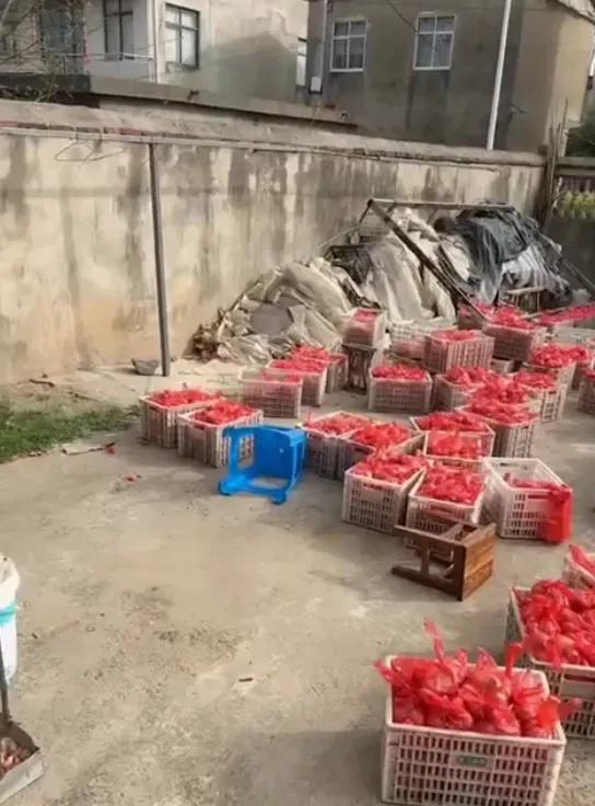 在不少家庭还在为生育一个孩子的成本精打细算时，安徽蚌埠的一对“90后”夫妻，竟豪