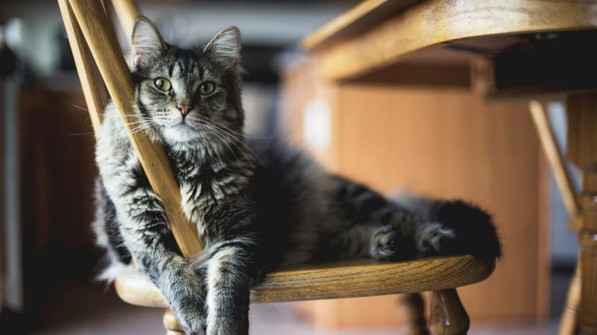 什么猫粮口碑好？2026年猫咪养护指南：十大放心猫粮品牌实测