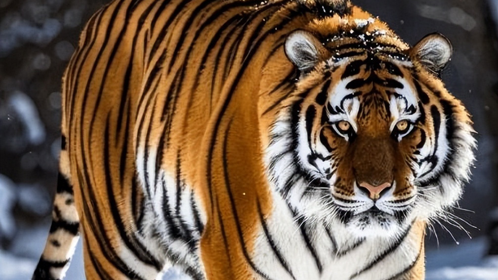 4200年前的虞朝终于找到了！虞朝统治面积非常大，真的是一个朝代！