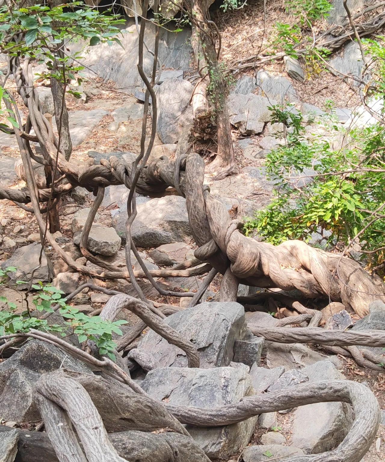 曲阜石门山古藤！