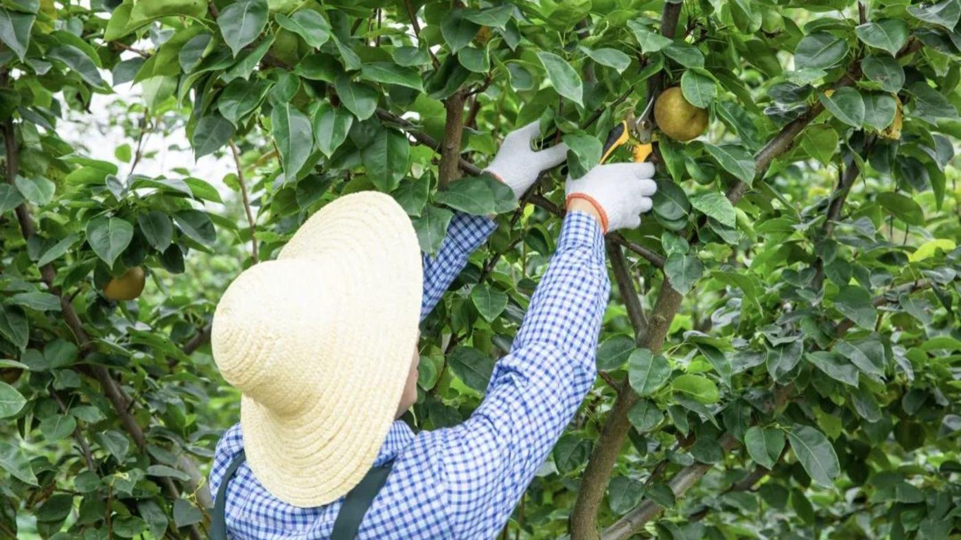 脱下学士服，我放弃高薪回村当起了“数字新农人”