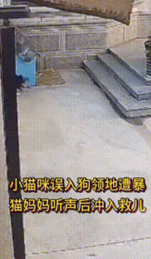 母爱没有界限！小猫咪玩耍时误入狗领地遭 撕 咬，猫妈妈听到后，奋不顾身冲上去救孩