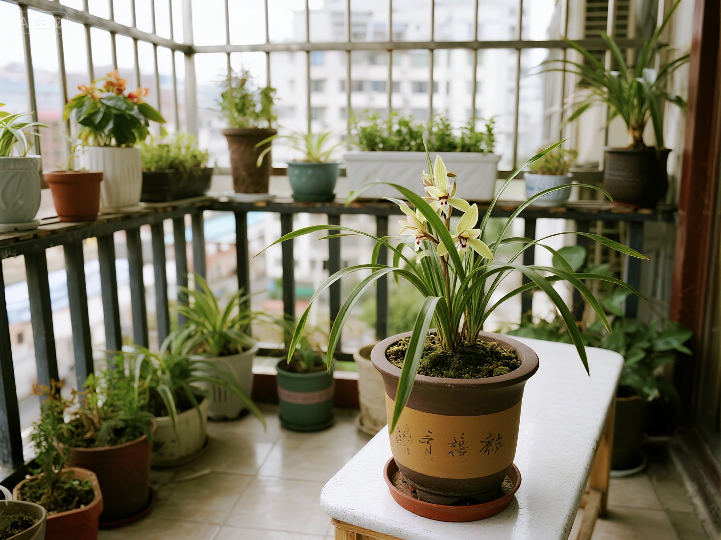 兰花总当 “叶字辈”，光长叶子不开花？