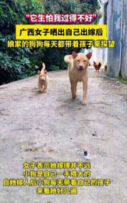 万物皆有灵！”广西一名女子嫁人后，娘家养的狗竟然几乎天天上门探望，还带着自己的“
