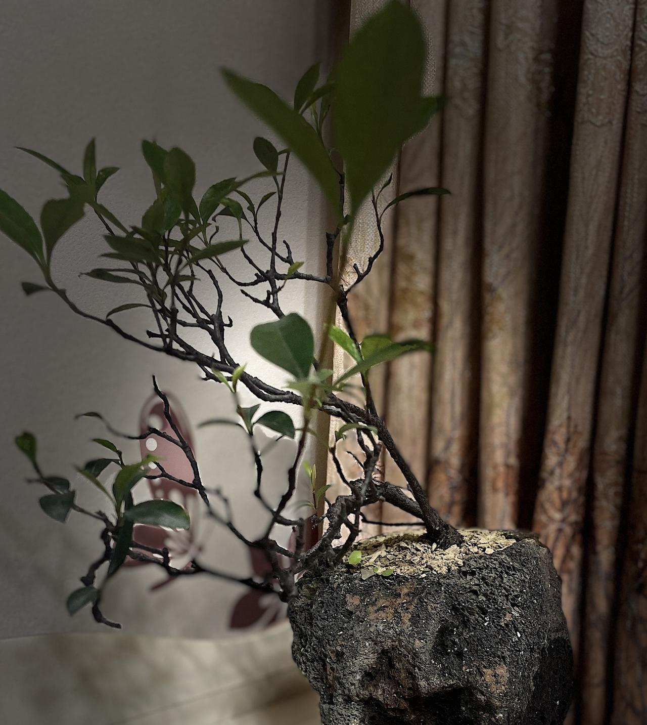 海岛春花：等花开，等一个满意的结局。
