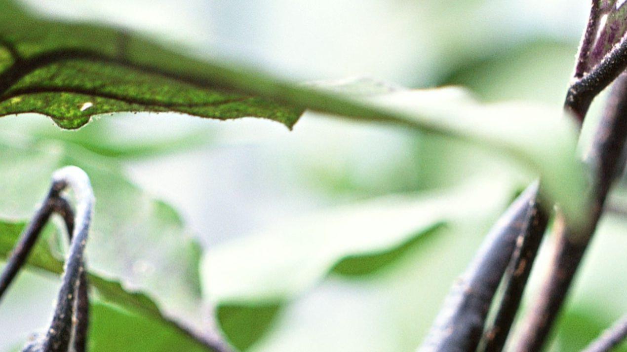 三天快速病虫害防治，现象级，高温高湿环境，甘蔗病害处理方案 (2)