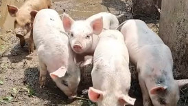 家猪放生一年后，就会野化成有獠牙的野猪？返祖速度为啥这么快？