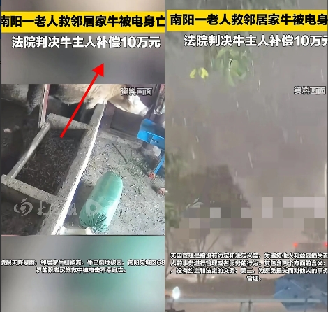 河南南阳，一68岁老汉在暴雨天见隔壁邻居家的牛快淹死了，便上前要解开牛绳救牛。不