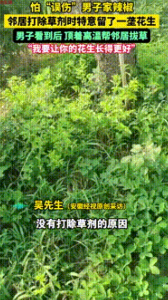 “这邻居做的真绝！”河南，男子干农活时看呆了，只因怕打除草剂时“误伤”自己种的辣