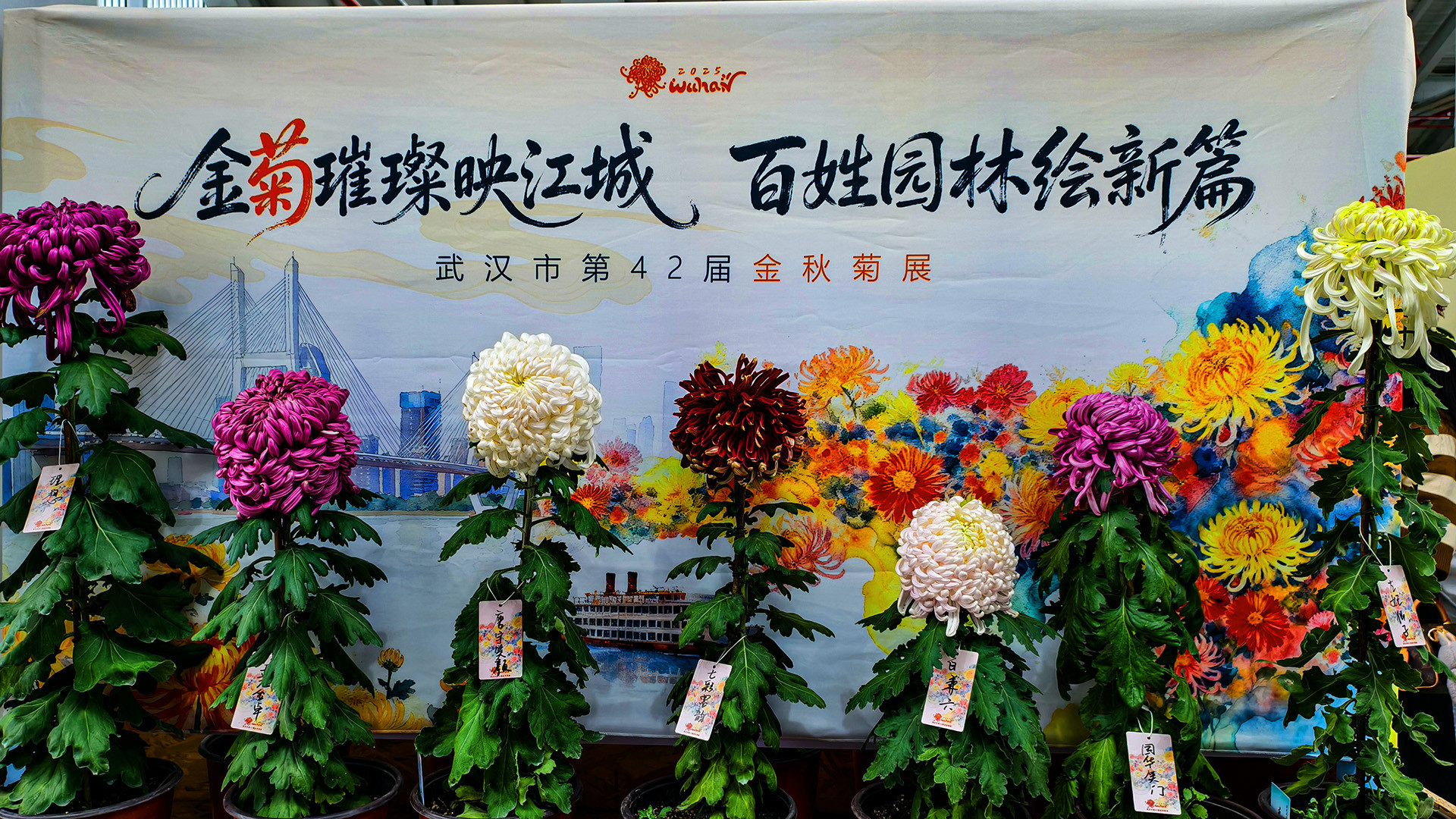 秋韵菊香、沙湖寻美—— 沙湖公园武汉第42届菊花展掠影