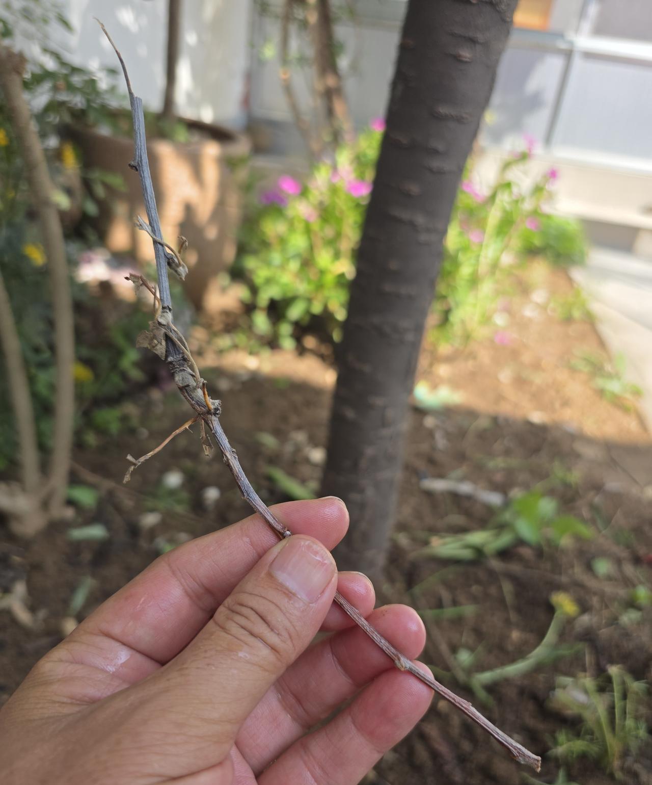娘的悲观心态很让人气愤，今天我故意顺着她的话说话气她……
今天上午，我和二嫂把十