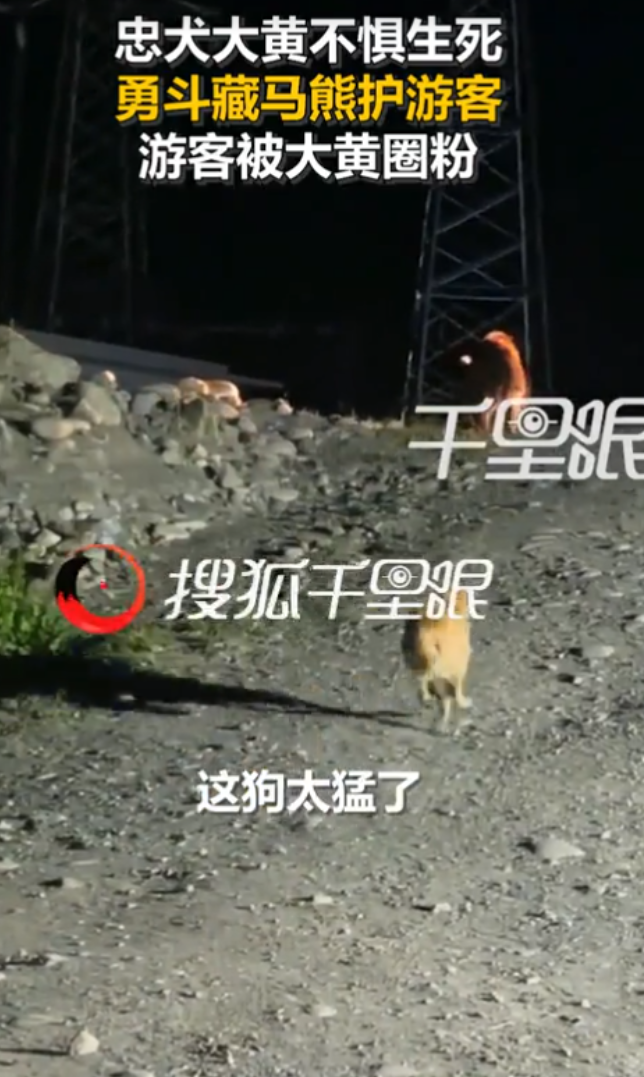 “太有灵性了！”7月22日，西藏那曲，游客游玩时遇到棕熊，村民家的大黄狗闻到气温