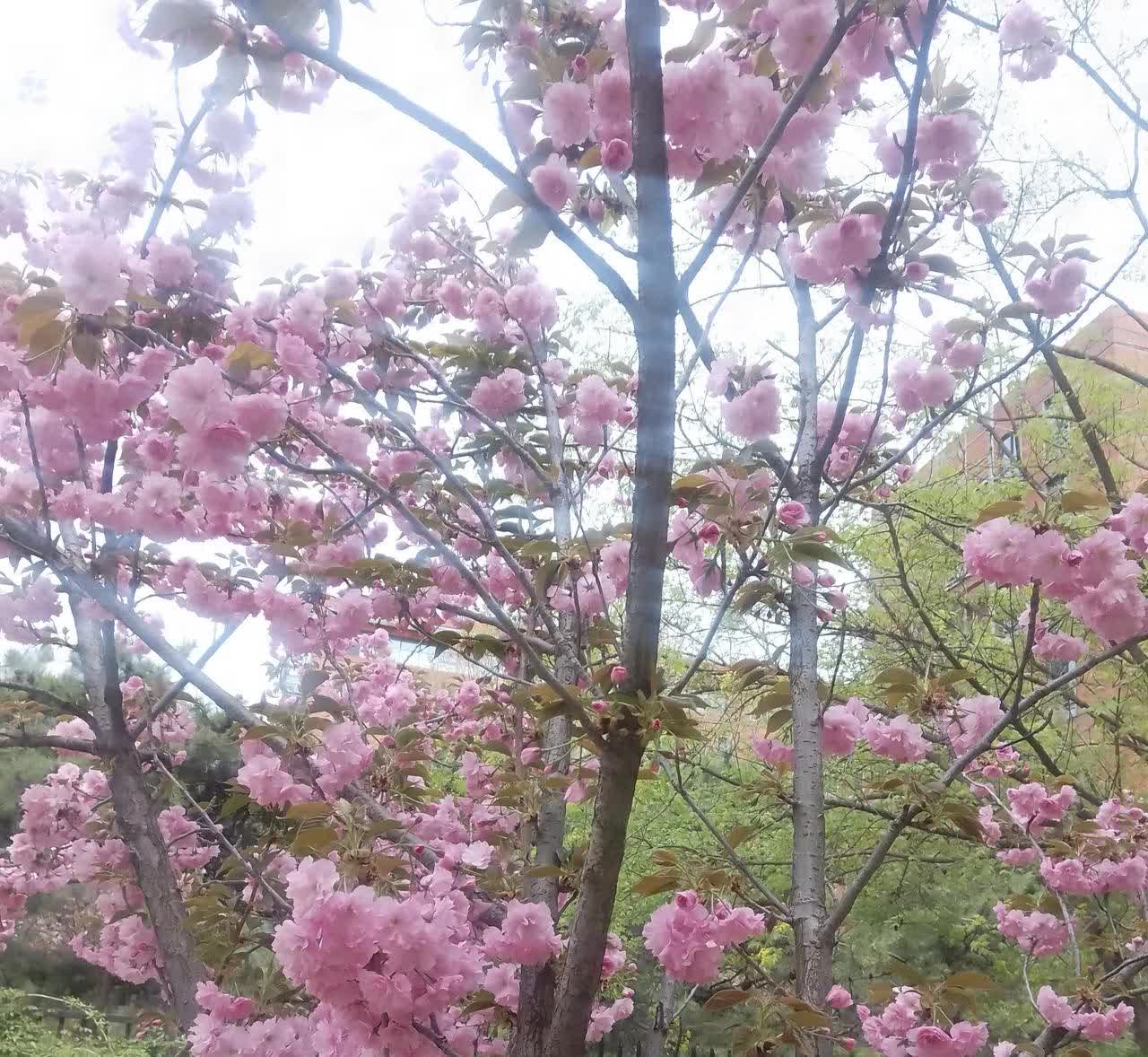 近期看到很多关于巴图，宋丹丹，英达，英如滴的事儿，吵的那叫一个欢，我常常在想，他