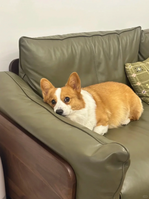 狗狗翻白眼睡觉是晕了吗？真相没那么可怕