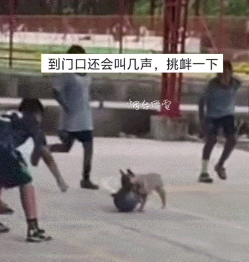 一小型足球场上，网友在观看小孩们踢足球时，无意间拍到，一只狗子上场控制足球，并带
