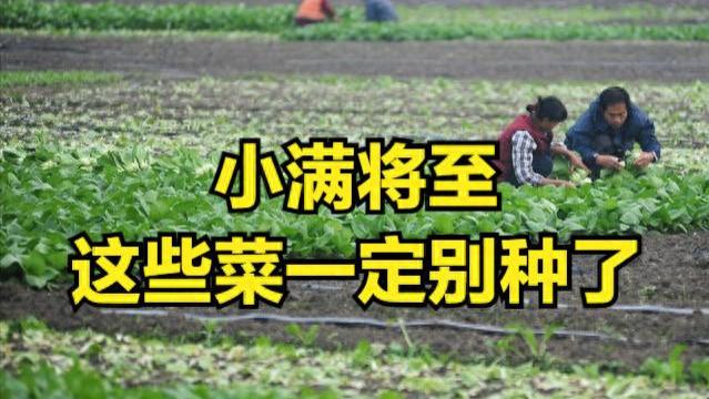 小满种菜避坑指南：这6类蔬菜千万别碰，种了血本无归！
