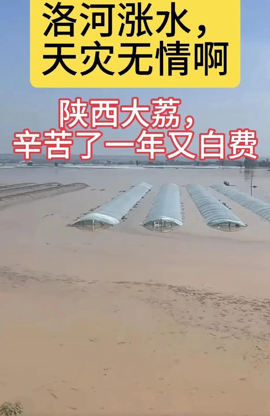 今年这气候邪门。
旱的旱，涝的涝，中午看到咱陕西大荔县农田被洛河水淹了，真是揪心