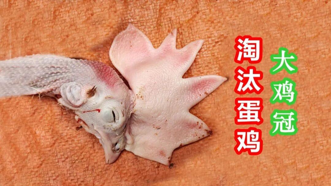 “老母鸡”多为淘汰蛋鸡，到底能不能吃？（上）