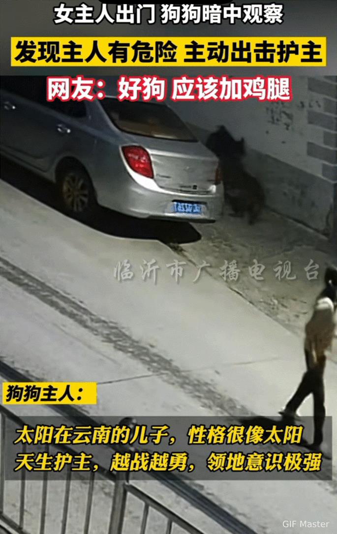 万物皆有灵性！四川，晚上女子独自出门，狗狗暗中观察，当它发现主人有危险时，主动出