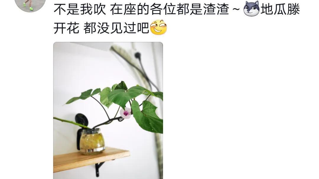 上海一女子在网上分享水培地瓜的成果，网友：不早说，刚扔了红薯